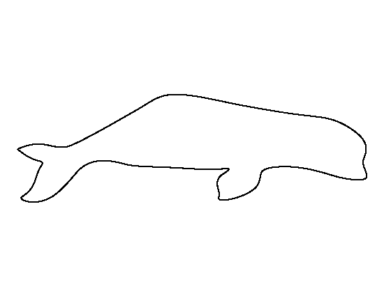 Beluga Whale Template