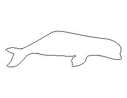 Beluga Whale Pattern