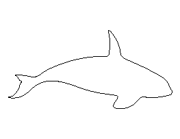 Killer Whale Pattern