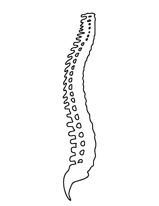 Spine Template